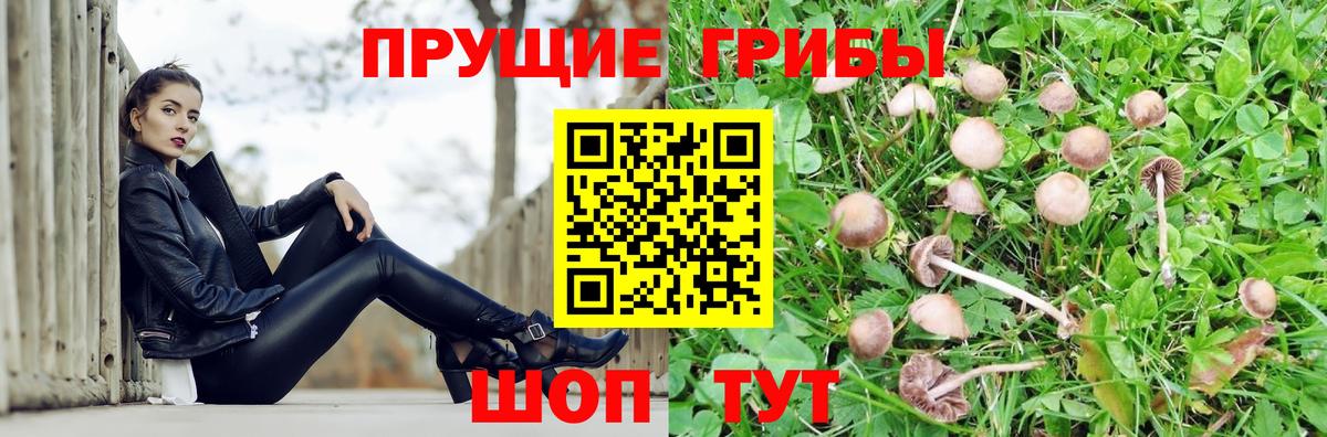Галлюциногенные грибы GOLDEN TEACHER Новоалександровск